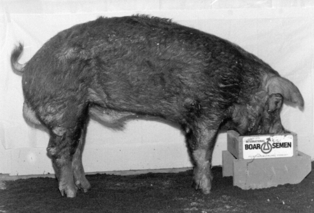 3044 Double Ox