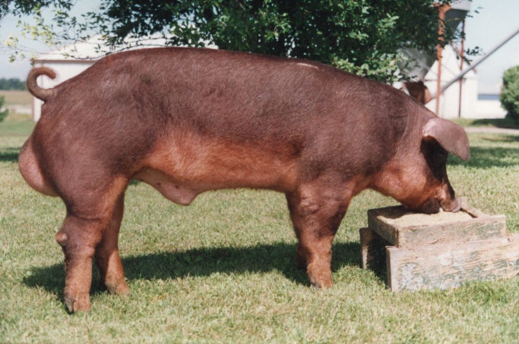 3122 KKF3 Stetson 6-11