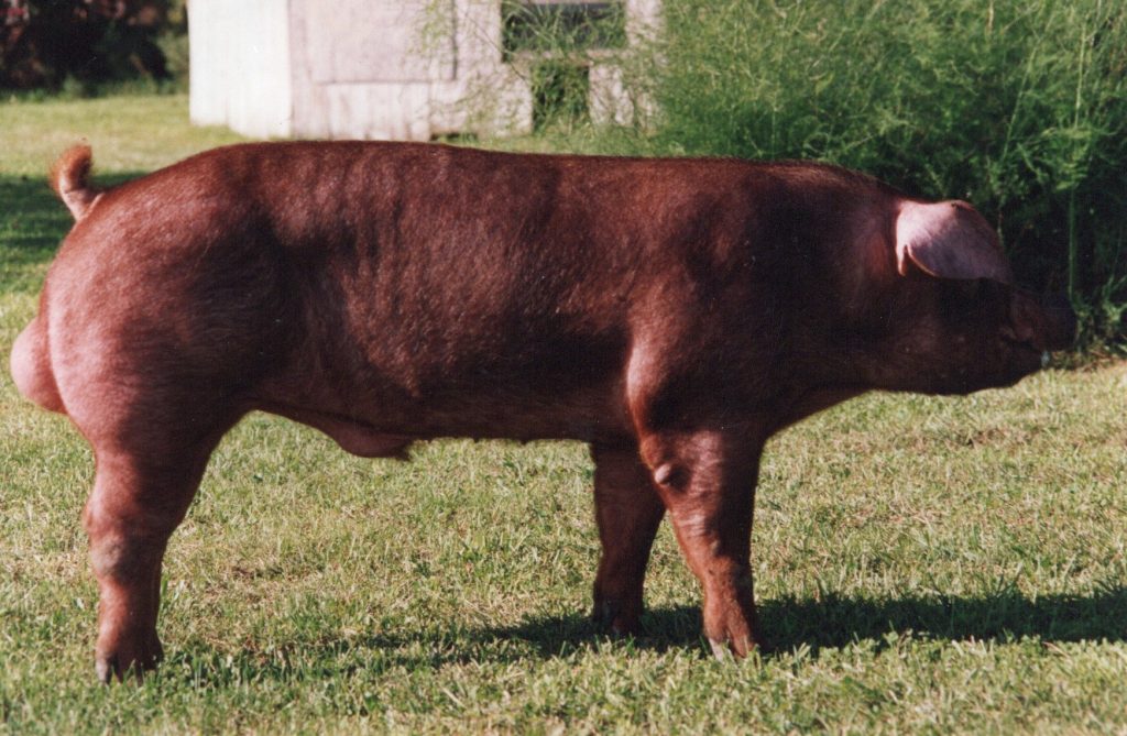 3123 IMP3 Shade Oak Medalist