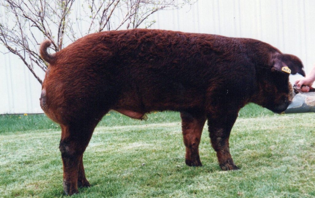3157 SHD5 Sisel 16-5
