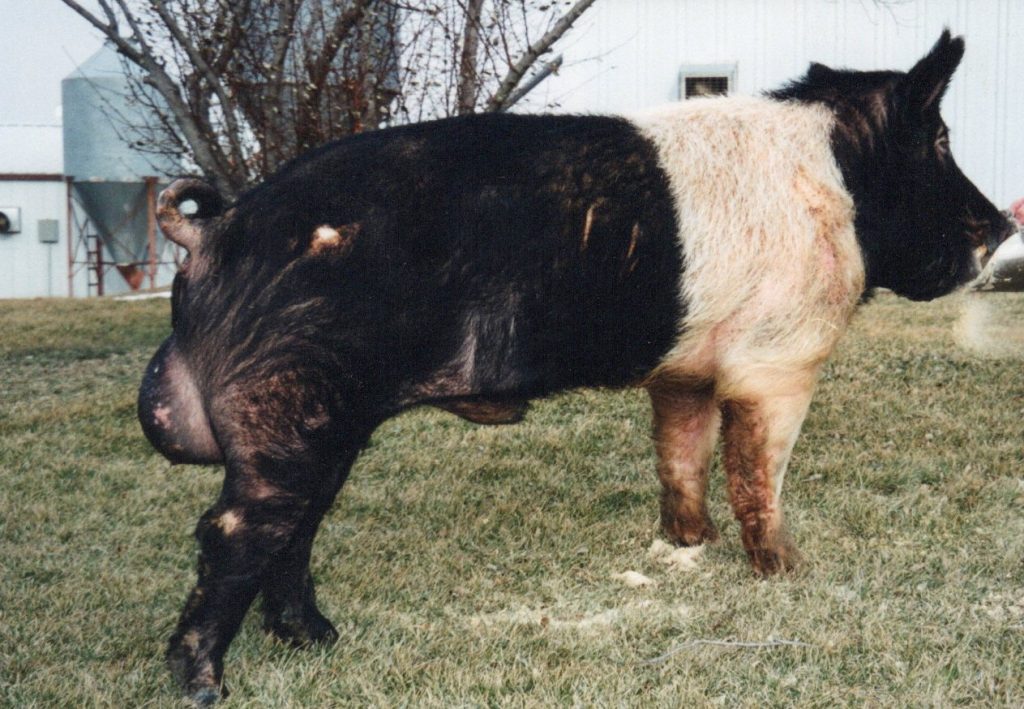 4142 LER3 Trapper 2403B
