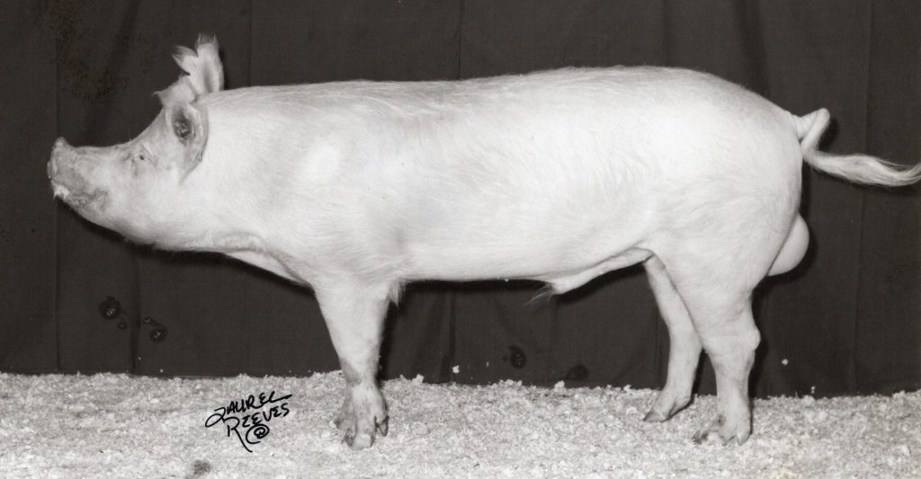 8056 King David 1-3