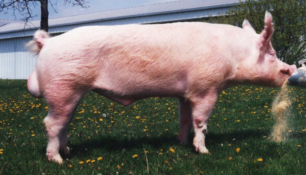 8154 CER4 Renegade 26-8