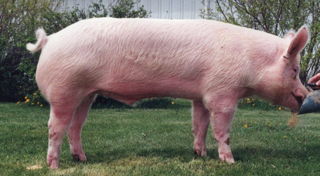 8764 SHS Champion Boy 25D
